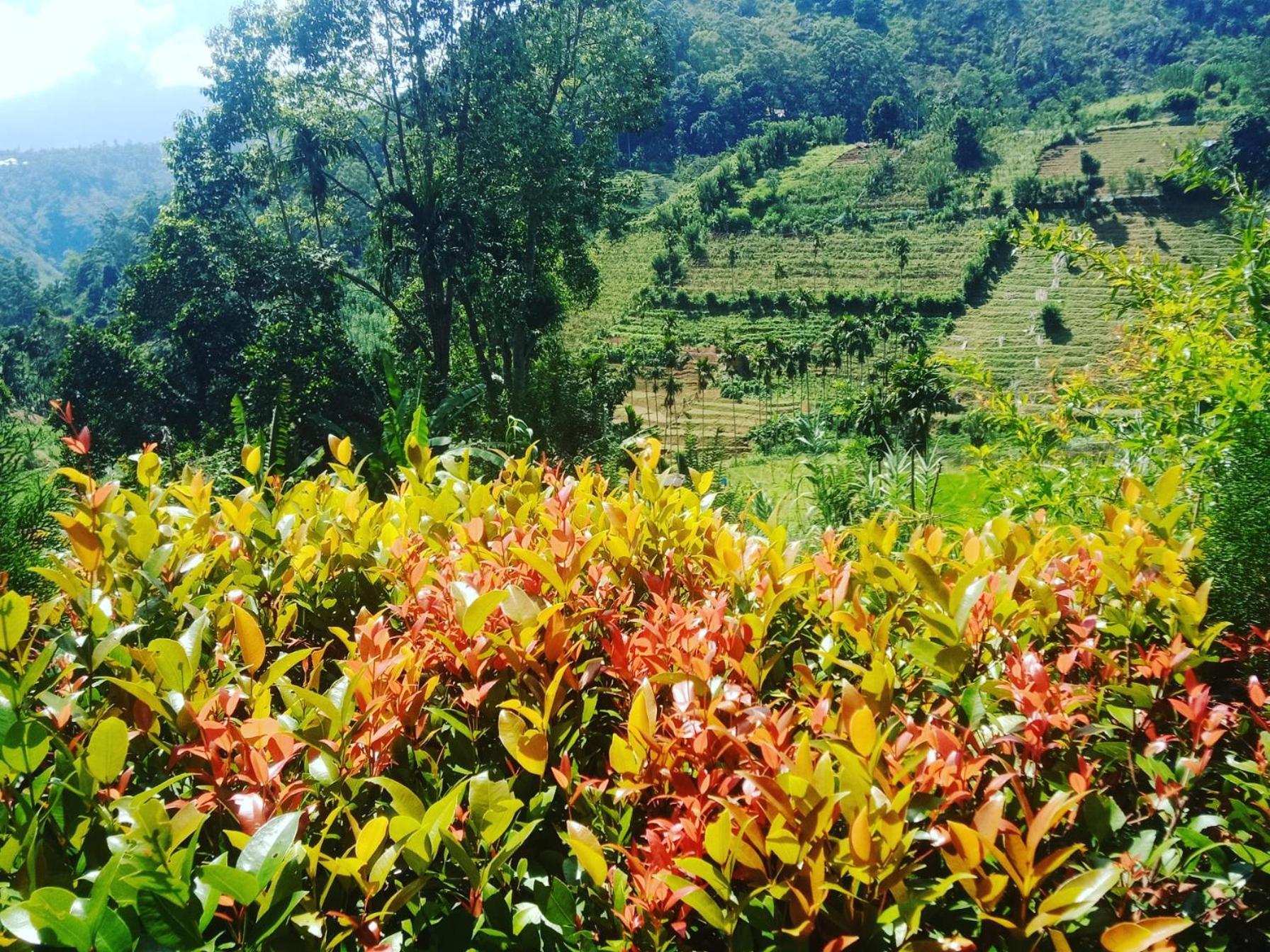 New Farmers Paradise Ella Rom bilde