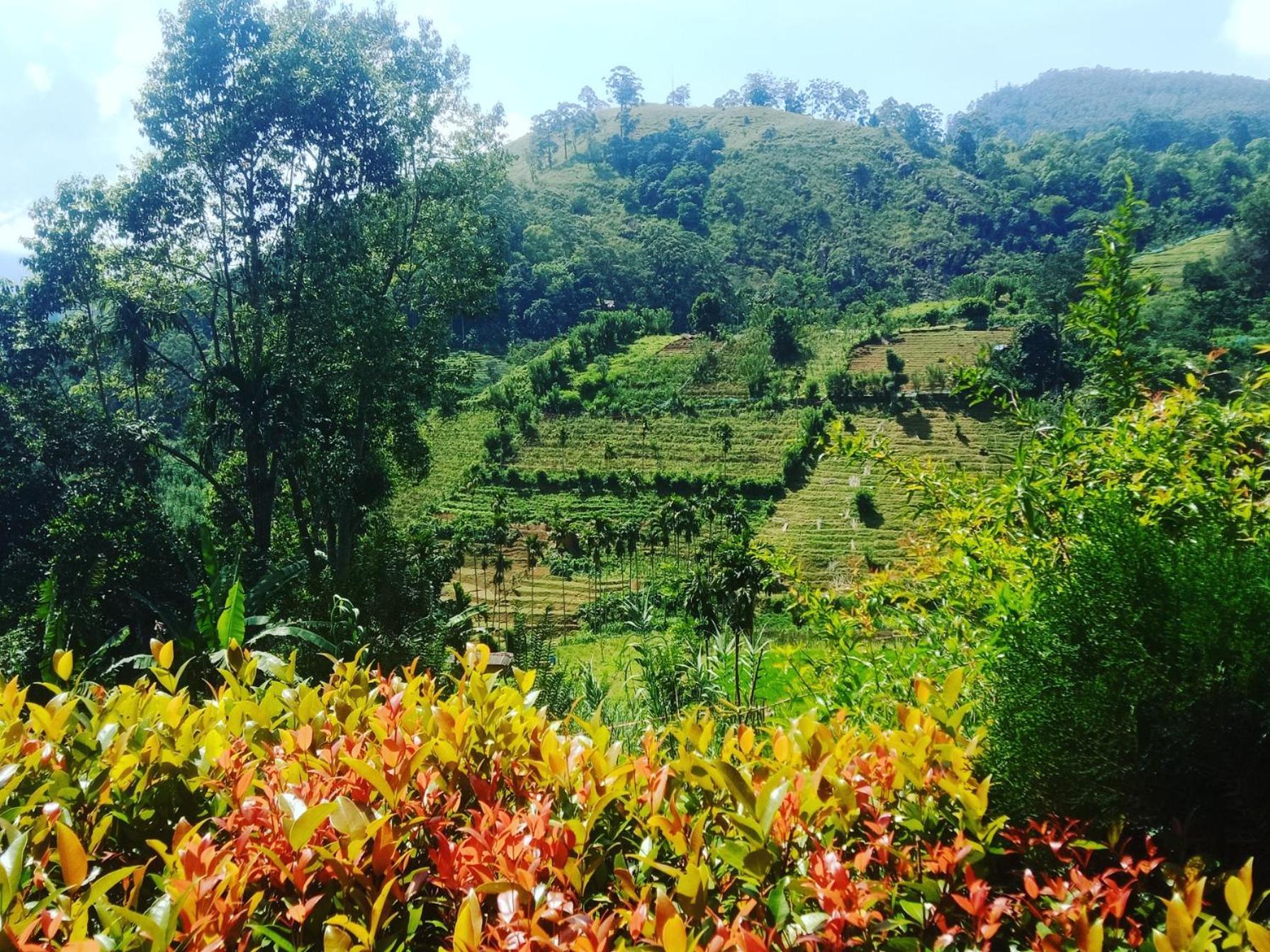 New Farmers Paradise Ella Rom bilde